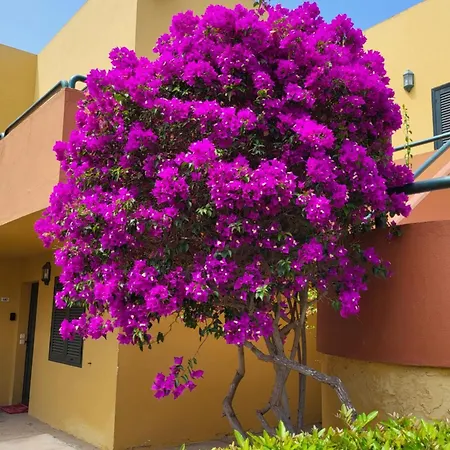Casa Del Caballero Apartment Corralejo